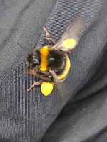 Bourdon, Bombus lucorum-complex (ph. Mrugala F., Lyon, 2020-06)(2)